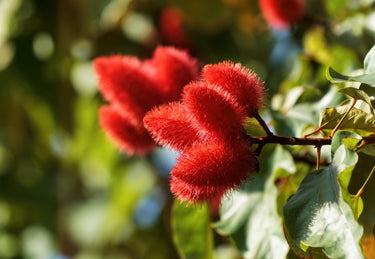 100 ANNATTO TREE Lipstick Plant Bixa Orellana Seeds
